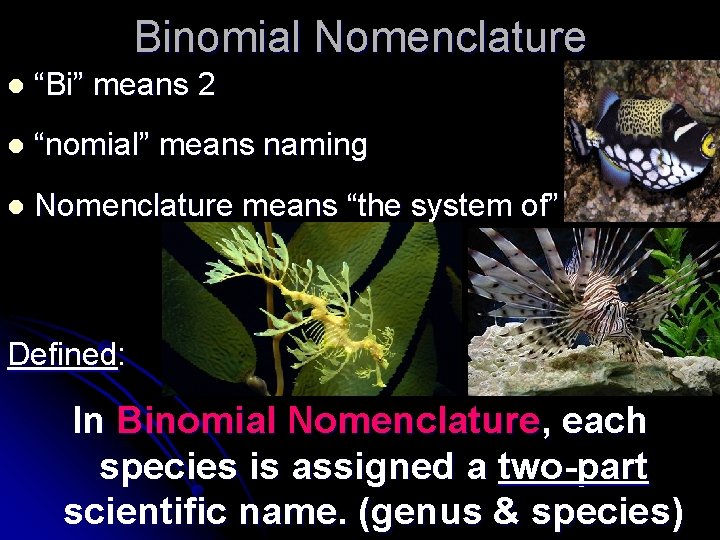 Binomial Nomenclature l “Bi” means 2 l “nomial” means naming l Nomenclature means “the