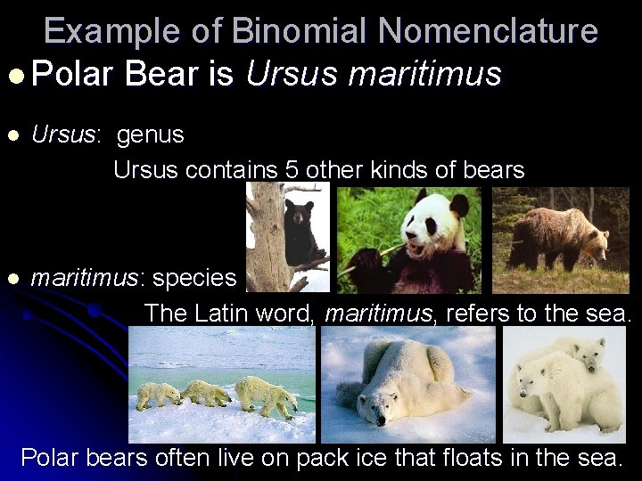 Example of Binomial Nomenclature l Polar Bear is Ursus maritimus l Ursus: genus Ursus