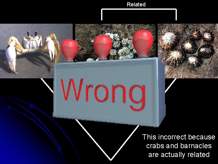 Related This incorrect because crabs and barnacles are actually related 
