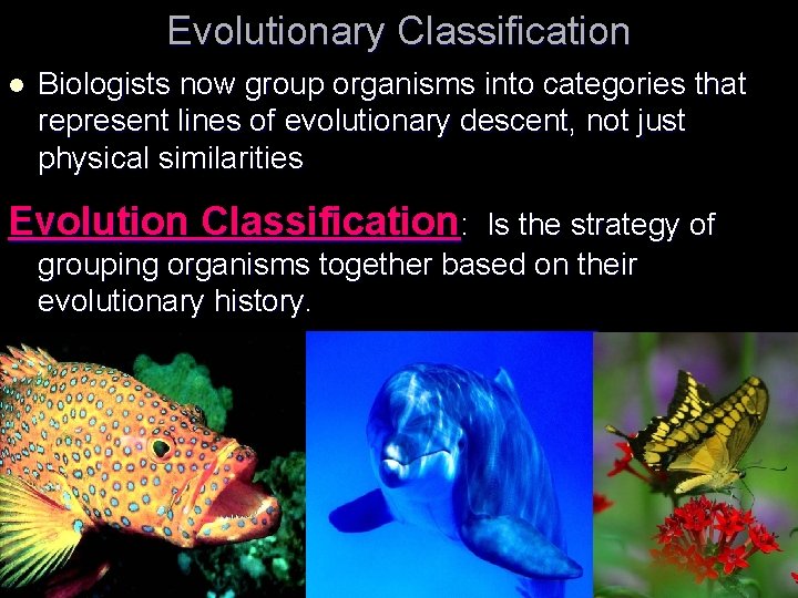 Evolutionary Classification l Biologists now group organisms into categories that represent lines of evolutionary