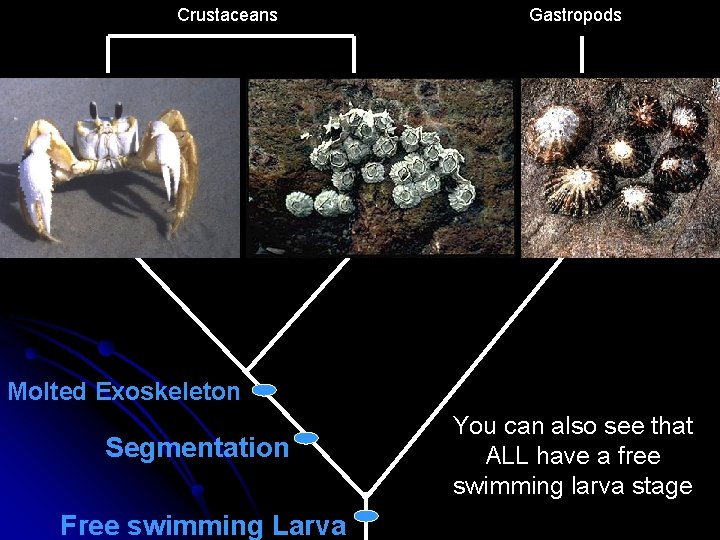 Crustaceans Gastropods Molted Exoskeleton Segmentation Free swimming Larva You can also see that ALL