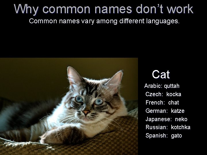 Why common names don’t work Common names vary among different languages. Cat Arabic: quttah