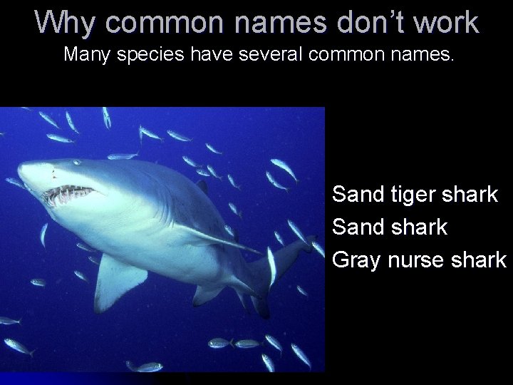 Why common names don’t work Many species have several common names. Sand tiger shark