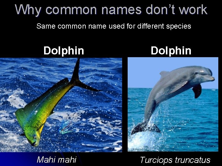 Why common names don’t work Same common name used for different species Dolphin Mahi