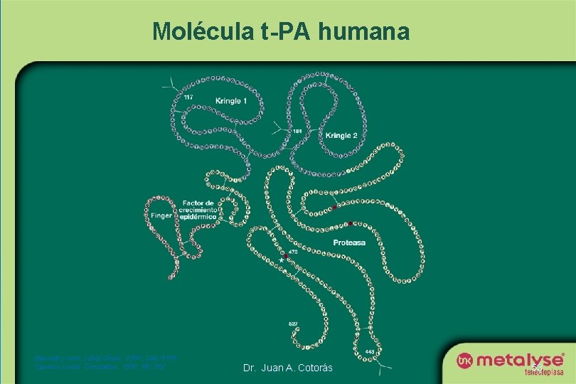 Molécula t-PA humana Bennett y cols. J Biol Chem. 1991; 266: 5191. Cannon y