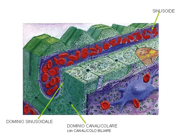 SINUSOIDE DOMINIO SINUSOIDALE DOMINIO CANALICOLARE con CANALICOLO BILIARE 