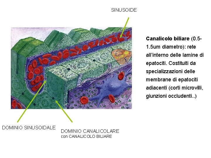 SINUSOIDE Canalicolo biliare (0. 51. 5 um diametro): rete all’interno delle lamine di epatociti.