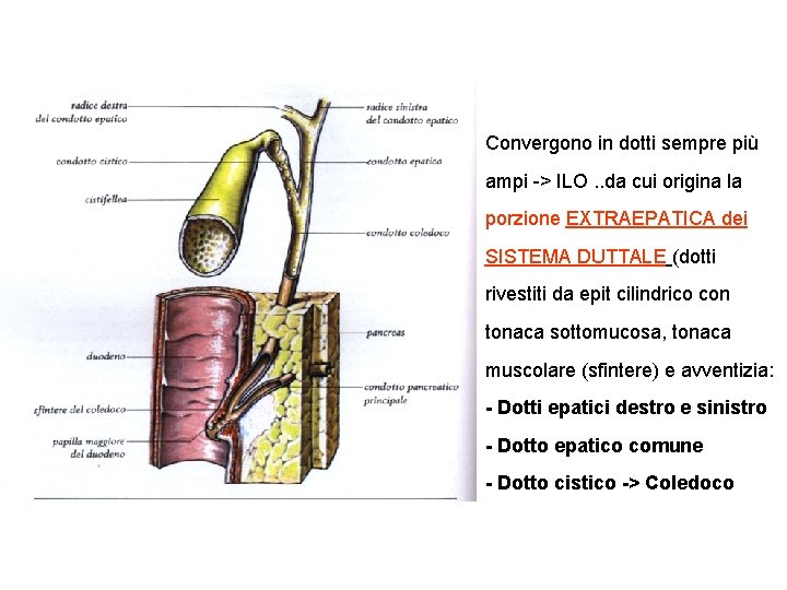 Convergono in dotti sempre più ampi -> ILO. . da cui origina la porzione