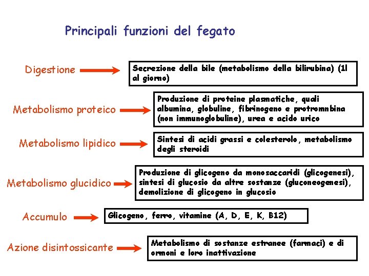 Principali funzioni del fegato Digestione Secrezione della bile (metabolismo della bilirubina) (1 l al