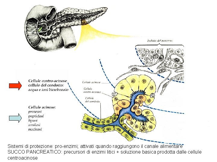 Sistemi di protezione: pro-enzimi; attivati quando raggiungono il canale alimentare SUCCO PANCREATICO: precursori di