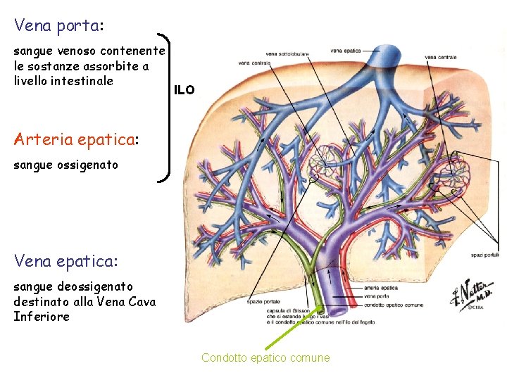 Vena porta: sangue venoso contenente le sostanze assorbite a livello intestinale ILO Arteria epatica: