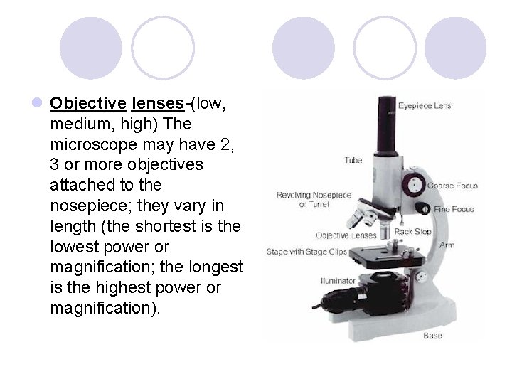 l Objective lenses-(low, medium, high) The microscope may have 2, 3 or more objectives l Objective lenses-(low, medium, high) The microscope may have 2, 3 or more objectives