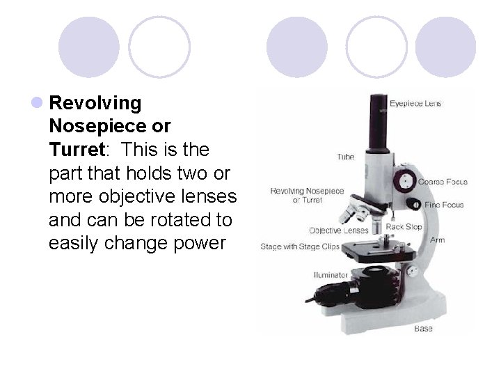 l Revolving Nosepiece or Turret: This is the part that holds two or more l Revolving Nosepiece or Turret: This is the part that holds two or more