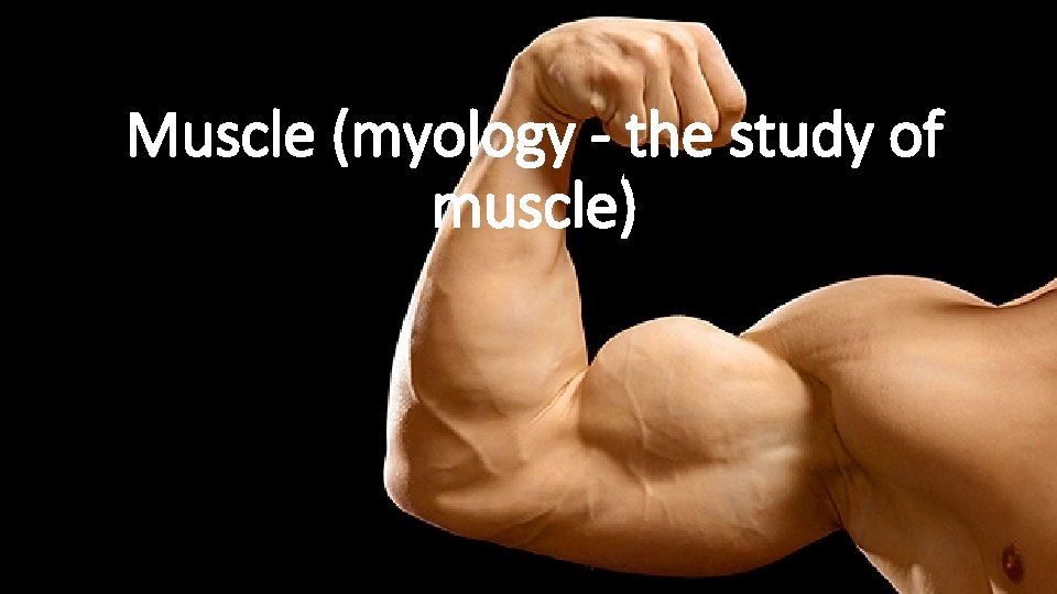 Muscle (myology - the study of muscle) 