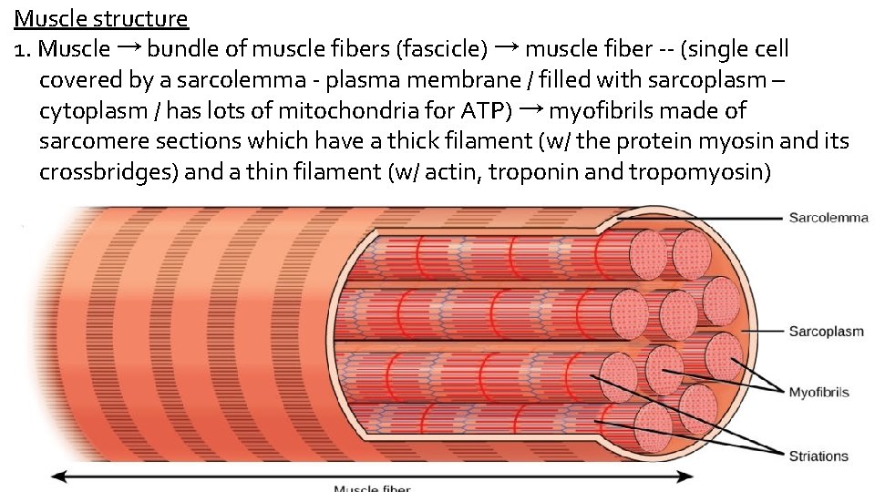 Muscle structure 1. Muscle → bundle of muscle fibers (fascicle) → muscle fiber --