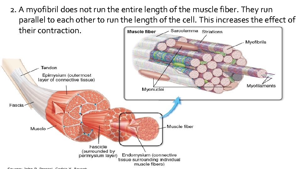 2. A myofibril does not run the entire length of the muscle fiber. They