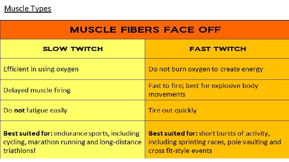 Muscle Types 