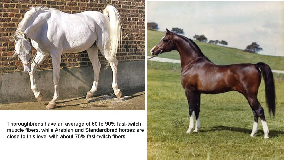 Thoroughbreds have an average of 80 to 90% fast-twitch muscle fibers, while Arabian and