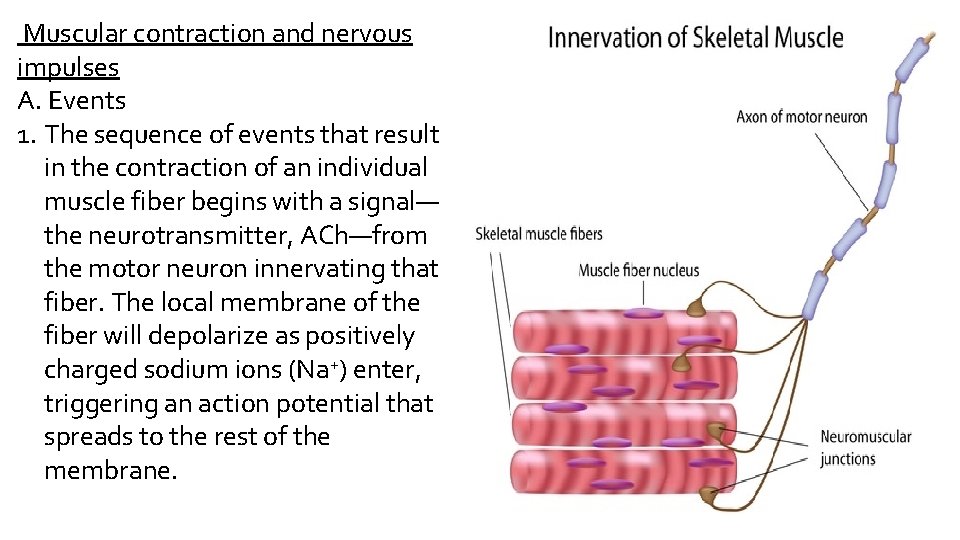 Muscular contraction and nervous impulses A. Events 1. The sequence of events that result