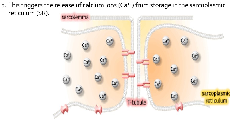 2. This triggers the release of calcium ions (Ca++) from storage in the sarcoplasmic