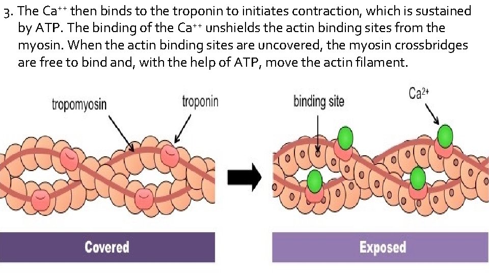 3. The Ca++ then binds to the troponin to initiates contraction, which is sustained