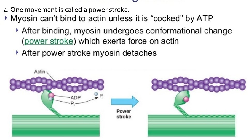 4. One movement is called a power stroke. 