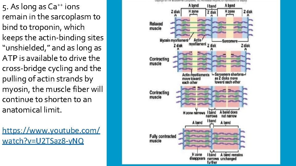 5. As long as Ca++ ions remain in the sarcoplasm to bind to troponin,