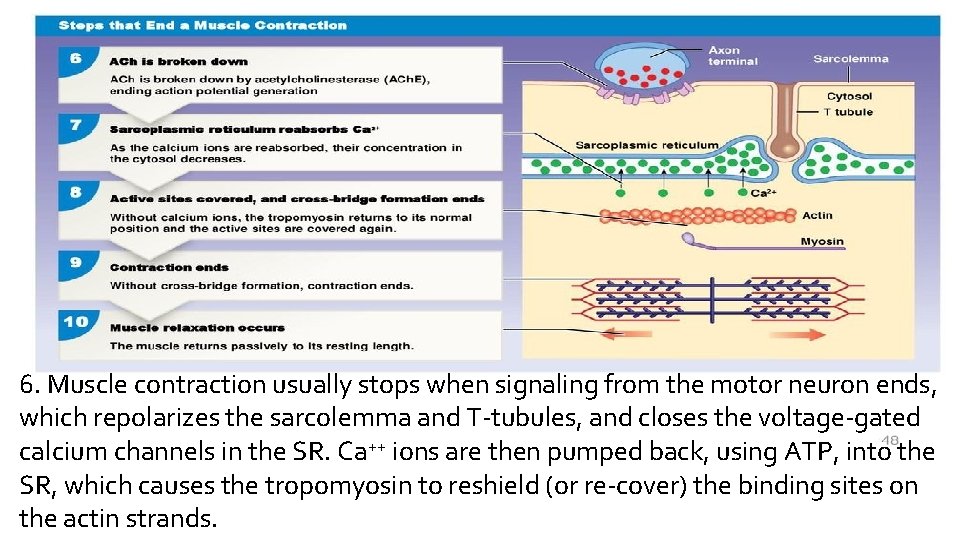 6. Muscle contraction usually stops when signaling from the motor neuron ends, which repolarizes