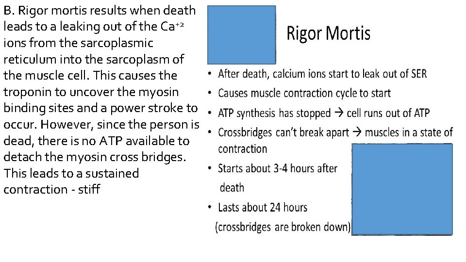 B. Rigor mortis results when death leads to a leaking out of the Ca+2