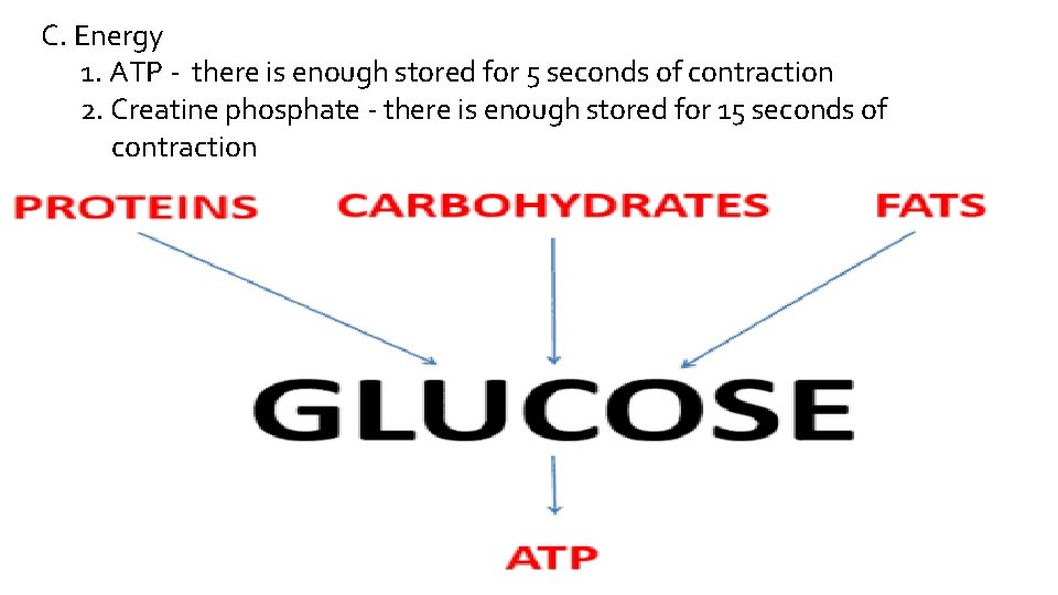 C. Energy 1. ATP - there is enough stored for 5 seconds of contraction