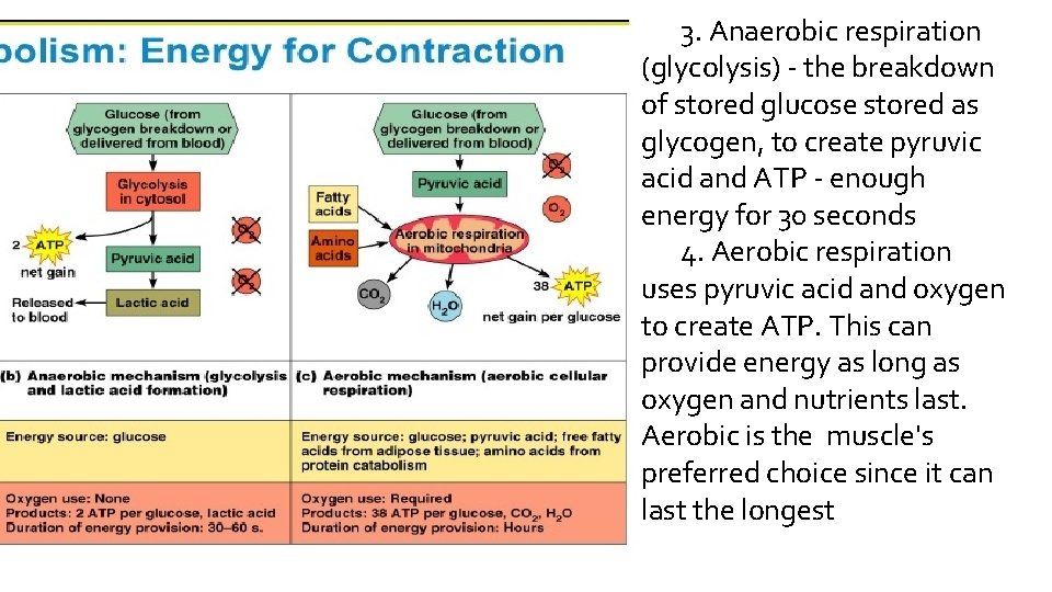 3. Anaerobic respiration (glycolysis) - the breakdown of stored glucose stored as glycogen, to