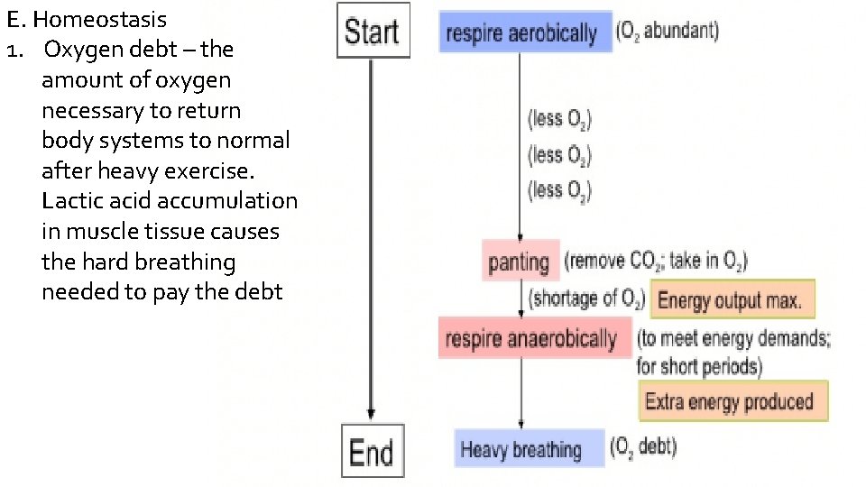 E. Homeostasis 1. Oxygen debt – the amount of oxygen necessary to return body