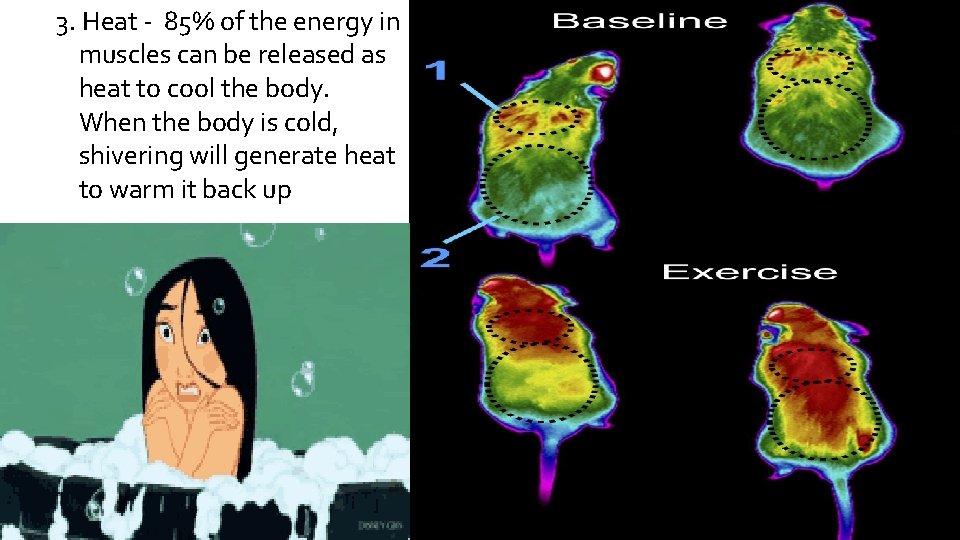 3. Heat - 85% of the energy in muscles can be released as heat