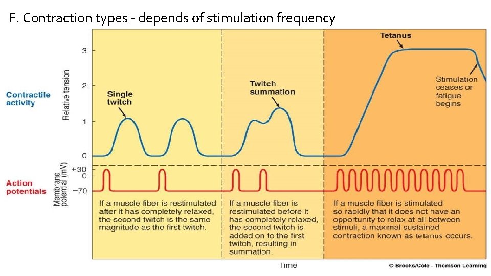 F. Contraction types - depends of stimulation frequency 