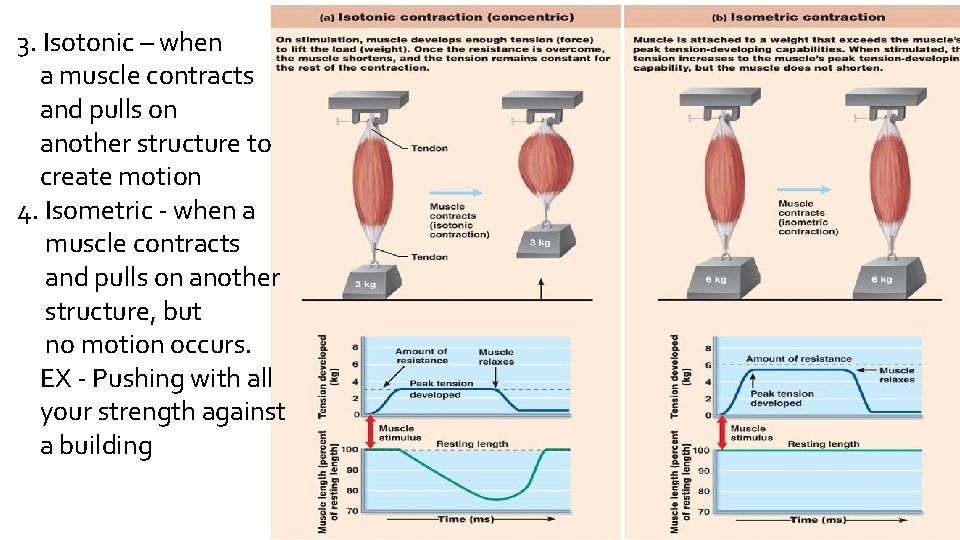 3. Isotonic – when a muscle contracts and pulls on another structure to create