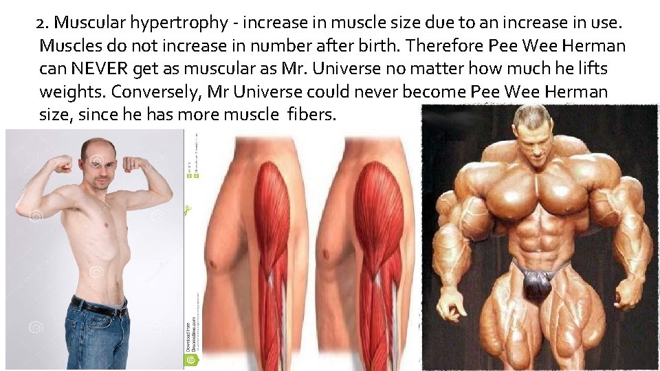 2. Muscular hypertrophy - increase in muscle size due to an increase in use.
