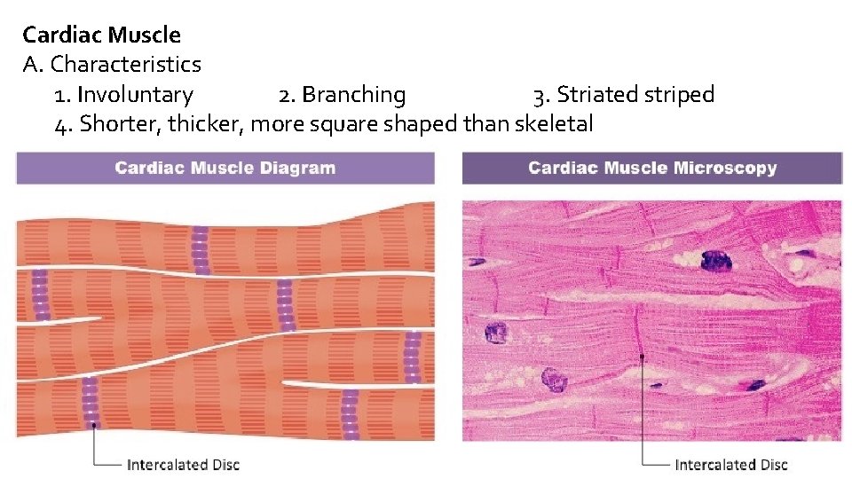 Cardiac Muscle A. Characteristics 1. Involuntary 2. Branching 3. Striated striped 4. Shorter, thicker,