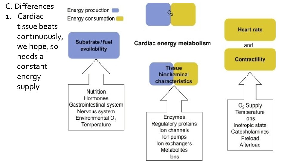 C. Differences 1. Cardiac tissue beats continuously, we hope, so needs a constant energy