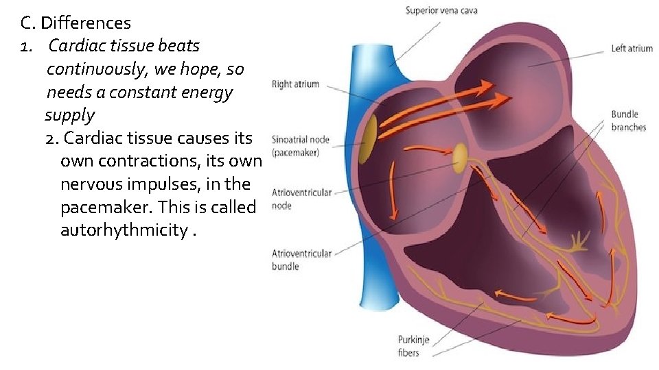 C. Differences 1. Cardiac tissue beats continuously, we hope, so needs a constant energy