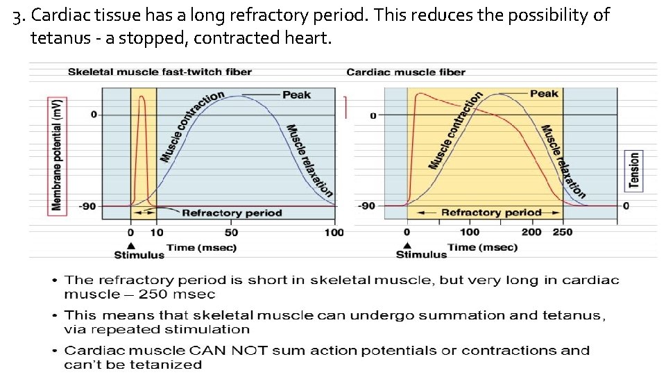 3. Cardiac tissue has a long refractory period. This reduces the possibility of tetanus