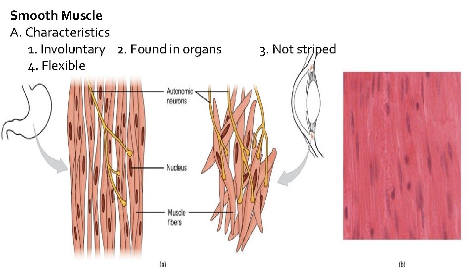 Smooth Muscle A. Characteristics 1. Involuntary 2. Found in organs 4. Flexible 3. Not