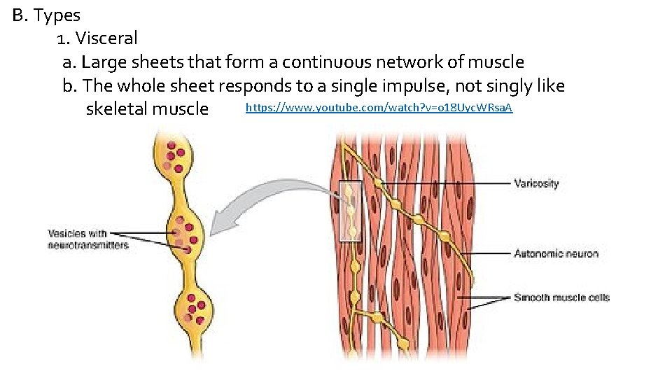 B. Types 1. Visceral a. Large sheets that form a continuous network of muscle