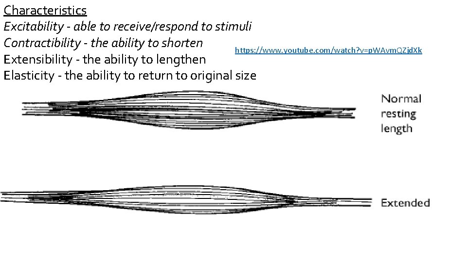 Characteristics Excitability - able to receive/respond to stimuli Contractibility - the ability to shorten