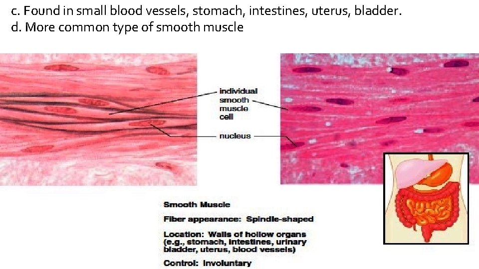 c. Found in small blood vessels, stomach, intestines, uterus, bladder. d. More common type