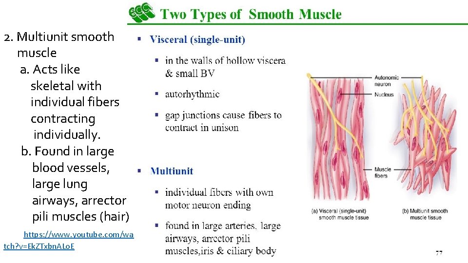 2. Multiunit smooth muscle a. Acts like skeletal with individual fibers contracting individually. b.