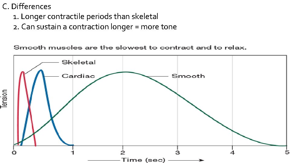 C. Differences 1. Longer contractile periods than skeletal 2. Can sustain a contraction longer