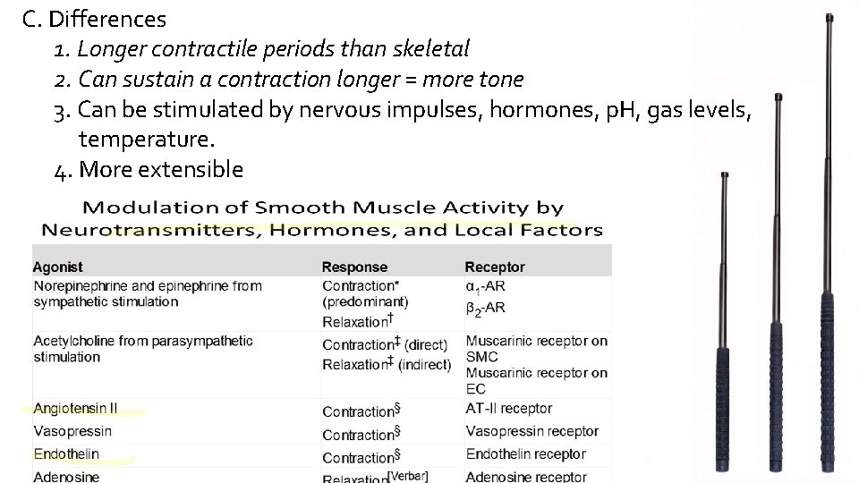C. Differences 1. Longer contractile periods than skeletal 2. Can sustain a contraction longer