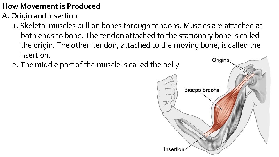 How Movement is Produced A. Origin and insertion 1. Skeletal muscles pull on bones