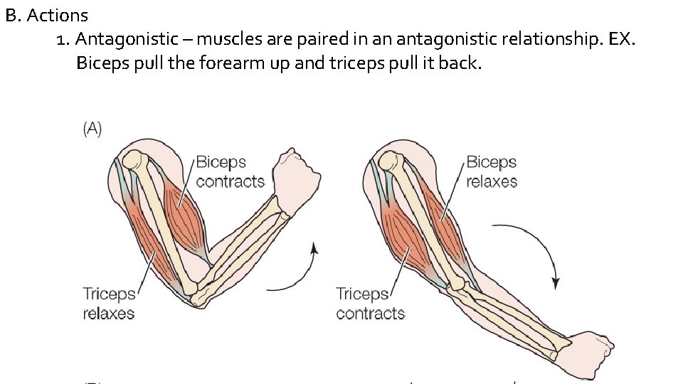 B. Actions 1. Antagonistic – muscles are paired in an antagonistic relationship. EX. Biceps