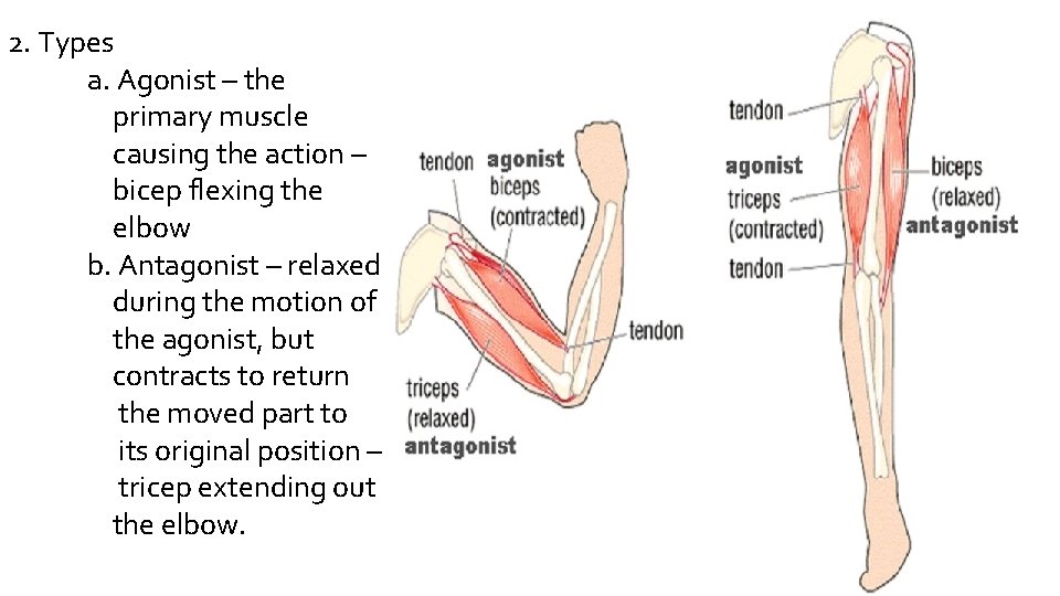 2. Types a. Agonist – the primary muscle causing the action – bicep flexing